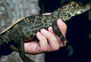 Illustration for article titled Sunday Crocodilian - Osteolaemus tetraspis Edition